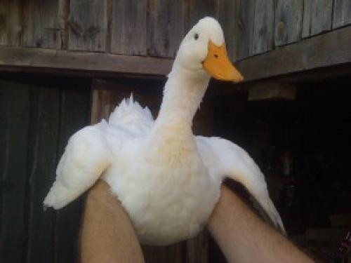 Самые тихие утки. Породы мясных домашних уток