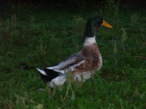 Самые тихие утки. Породы мясных домашних уток