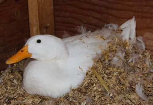 Утки 40 дневки. Вывод утят под наседкой