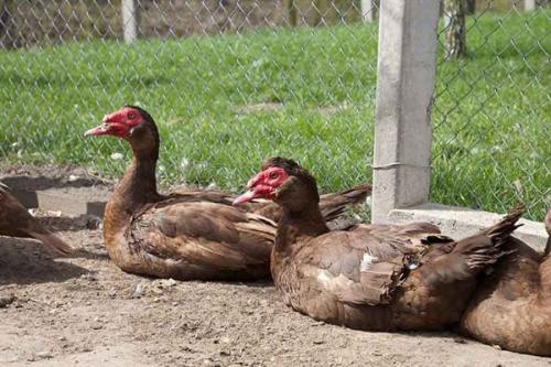 Породы мускусных уток. Породы индоуток домашнего типа