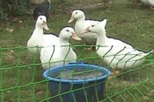 Самые тихие утки. Породы мясных домашних уток