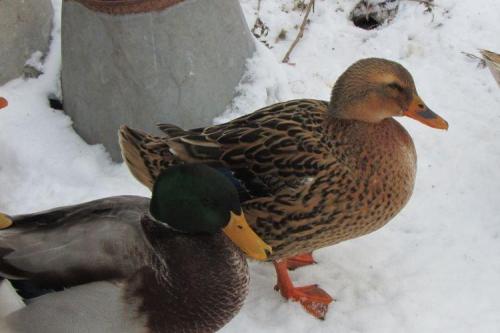 Лучшие виды уток на мясо. Мясные породы уток