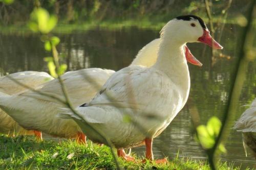 Лучшие виды уток на мясо. Мясные породы уток