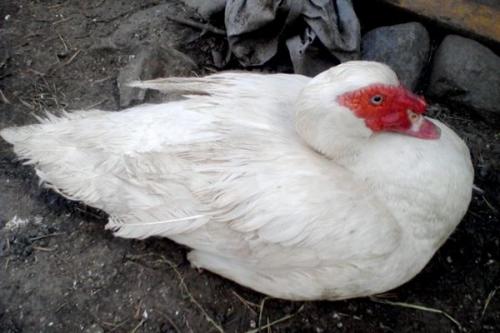 Породы мускусных уток. Породы индоуток домашнего типа