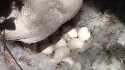 Утки 40 дневки. Вывод утят под наседкой