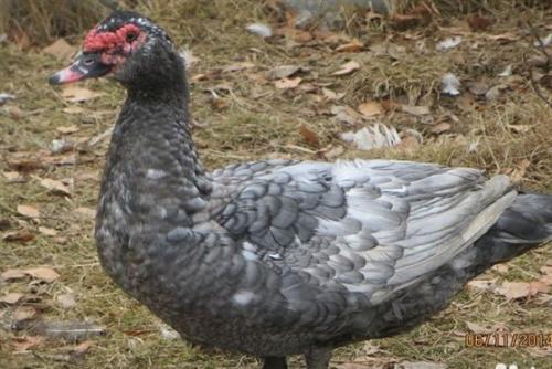 Породы мускусных уток. Породы индоуток домашнего типа