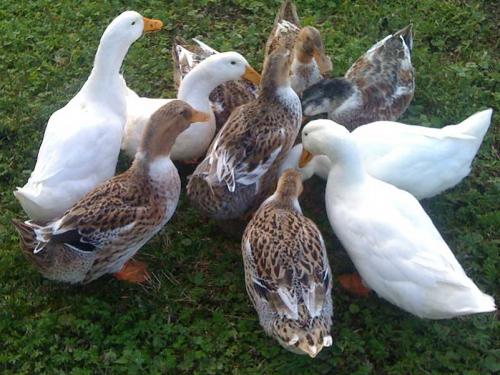 Самые тихие утки. Породы мясных домашних уток