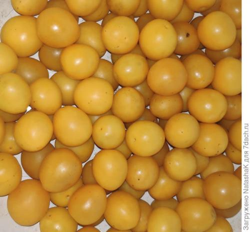 О сливе кубанская комета. Мистический урожай сливы Кубанская комета