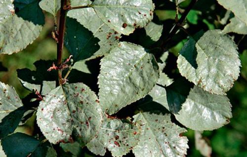 Как бороться с вредителями и болезнями, которые могут поражать алычу Кубанская комета. Болезни