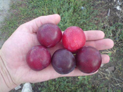 Как часто нужно поливать саженец алычи Кубанская комета в первый год после посадки. Урожайность, сбор и хранение