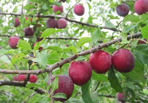 Как правильно посадить саженец алычи Кубанская комета для быстрого роста. Описание алычи сорта Кубанская комета, тонкости посадки и ухода