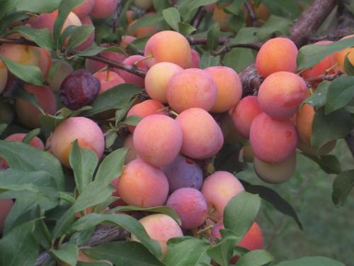 Кубанская Комета: Сливы с Душой Кубани 05 Кубанская Комета: Сливы с Душой Кубани 05