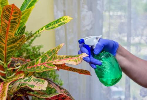 Какие условия освещения и почвы наиболее подходят для выращивания этого сорта. Условия для выращивания сортовых кротонов