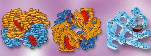 Что вызывает снижение гемоглобина. Низкий уровень гемоглобина: причины 03