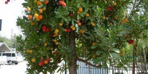 Гибрид тутовника и клубники. Клубничное дерево