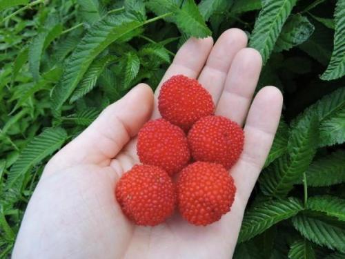 Как выглядит гибрид клубники и малины. Краткая характеристика Strawberry-Raspberry 01 Как выглядит гибрид клубники и малины. Краткая характеристика Strawberry-Raspberry 01