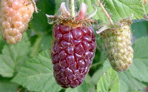 Как выглядит гибрид клубники и малины. Краткая характеристика Strawberry-Raspberry 02 Как выглядит гибрид клубники и малины. Краткая характеристика Strawberry-Raspberry 02