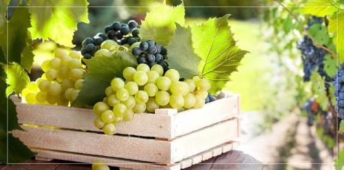 Виноград - польза и вред для организма.