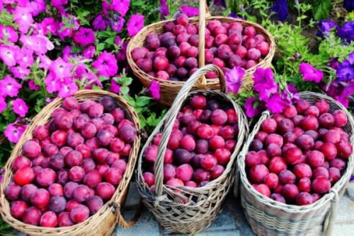 Каков вкус и аромат плодов 'Кубанской кометы. История создания и описание сорта гибридной алычи Кубанская Комета