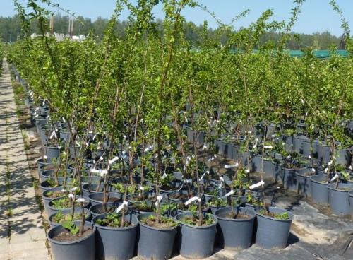 Алыча гибридная 'Кубанская комета': описание сорта и особенности выращивания 05