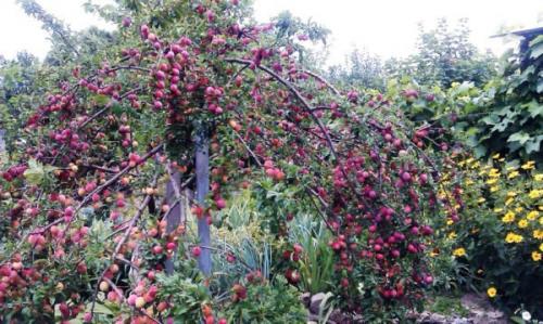 Каков вкус и аромат плодов 'Кубанской кометы. История создания и описание сорта гибридной алычи Кубанская Комета