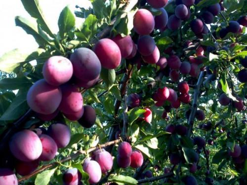 Каков вкус и аромат плодов 'Кубанской кометы. История создания и описание сорта гибридной алычи Кубанская Комета