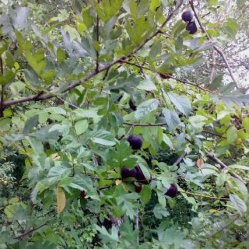 Какие особенности имеет алыча гибридная 'Кубанская комета' по сравнению с другими сортами. Алыча на Кубани