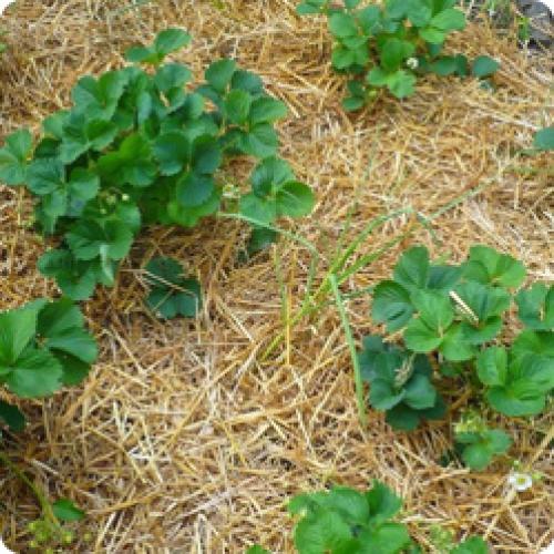 Как правильно ухаживать за клубничным садом весной. КАК УХАЖИВАТЬ ЗА КЛУБНИКОЙ В УСЛОВИЯХ АНОМАЛЬНОЙ ВЕСНЫ И НАЧАЛА ЛЕТА