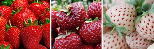 Как правильно ухаживать за клубничным садом весной. КАК УХАЖИВАТЬ ЗА КЛУБНИКОЙ В УСЛОВИЯХ АНОМАЛЬНОЙ ВЕСНЫ И НАЧАЛА ЛЕТА