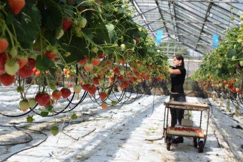 Как определить, что клубничный сад готов к сбору. Общие рекомендации по сбору клубничного урожая