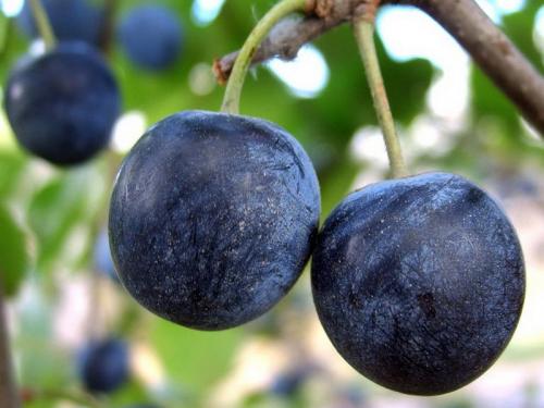 Терень полезные свойства. Польза терна и его вред: 125 фото растения, обзор лечебных рецептов и вариантов применения 16 Терень полезные свойства. Польза терна и его вред: 125 фото растения, обзор лечебных рецептов и вариантов применения 16