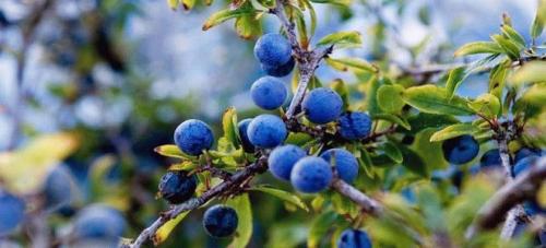 Терень полезные свойства. Польза терна и его вред: 125 фото растения, обзор лечебных рецептов и вариантов применения 09 Терень полезные свойства. Польза терна и его вред: 125 фото растения, обзор лечебных рецептов и вариантов применения 09