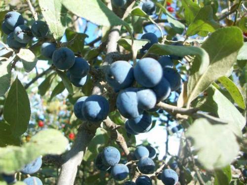 Терень полезные свойства. Польза терна и его вред: 125 фото растения, обзор лечебных рецептов и вариантов применения