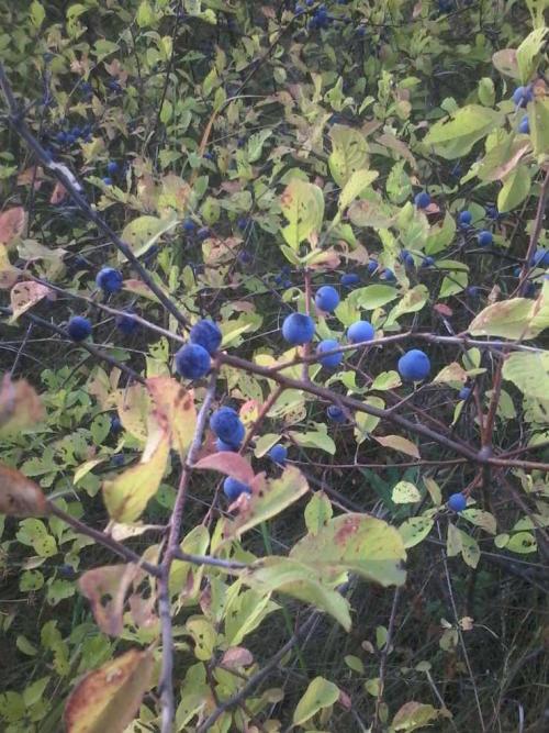 Терень полезные свойства. Польза терна и его вред: 125 фото растения, обзор лечебных рецептов и вариантов применения