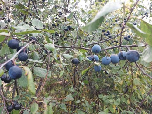 Терн ягода польза. Терн — мочегонное и потогонное средство, повышает аппетит и улучшает работу ЖКТ