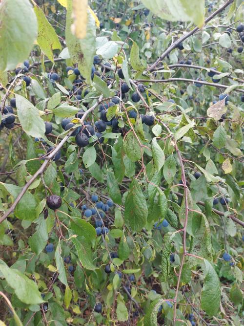 Терн ягода польза. Терн — мочегонное и потогонное средство, повышает аппетит и улучшает работу ЖКТ