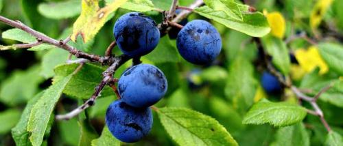 Терень полезные свойства. Польза терна и его вред: 125 фото растения, обзор лечебных рецептов и вариантов применения 15 Терень полезные свойства. Польза терна и его вред: 125 фото растения, обзор лечебных рецептов и вариантов применения 15