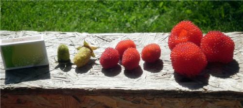 Малина скрещенная с клубникой. Общая характеристика и виды гибридов