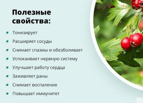 Как сушить боярышник в сушилке. Как сушить боярышник в электросушилке, духовке