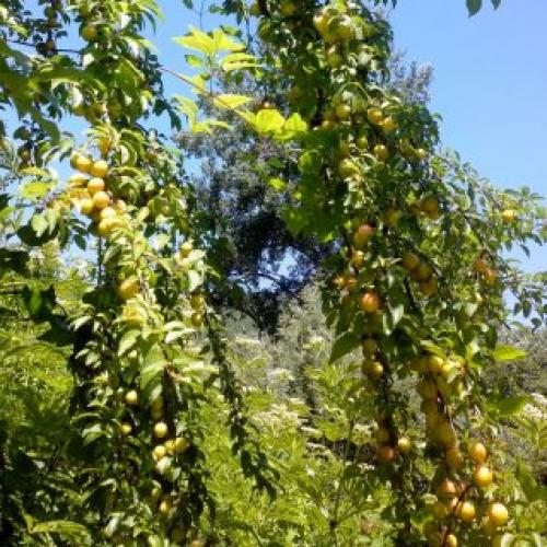 Чем отличается вкус алычи 'Кубанская комета' от других сортов вишни. Алыча на Кубани