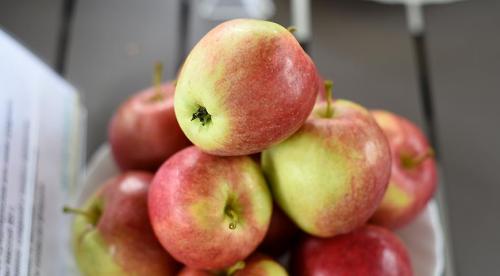 Сорта яблок русские. 50 сортов яблок с фото и описаниями 14