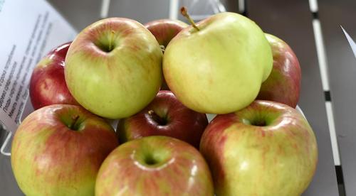 Сорта яблок русские. 50 сортов яблок с фото и описаниями 13