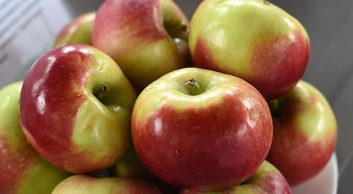 Сорта яблок русские. 50 сортов яблок с фото и описаниями 12