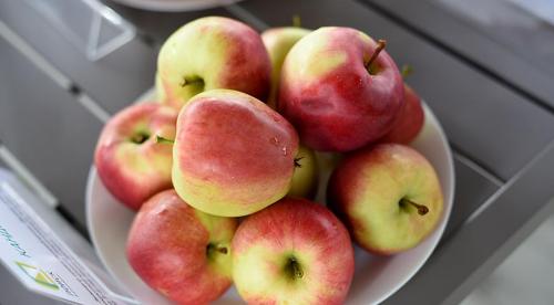 Сорта яблок русские. 50 сортов яблок с фото и описаниями 11