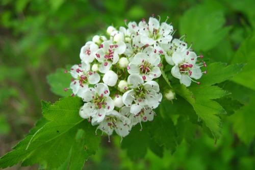 Как сушить боярышник без сушилки. Как сушить ягоды боярышника в домашних условиях