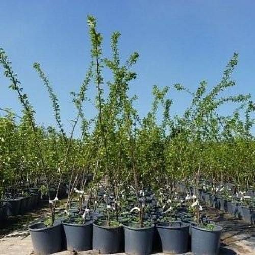 Алыча 'Кубанская комета': секреты высокого урожая и сладкого вкуса 04 Алыча 'Кубанская комета': секреты высокого урожая и сладкого вкуса 04