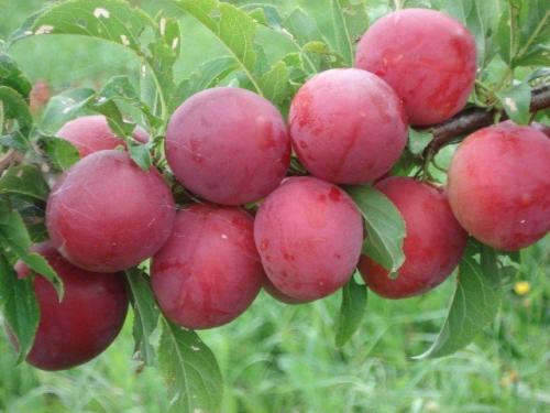 Алыча 'Кубанская комета': секреты высокого урожая и сладкого вкуса 02 Алыча 'Кубанская комета': секреты высокого урожая и сладкого вкуса 02