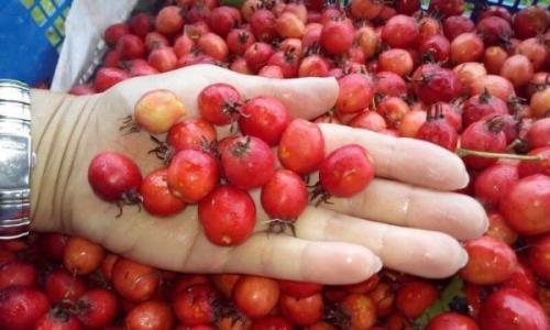 Как заморозить боярышник. Общие правила подготовки и хранения