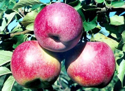 Когда собирать яблоки Флорина. Иммунная зимняя яблоня Флорина