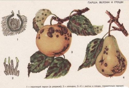 Когда собирать яблоки Флорина. Иммунная зимняя яблоня Флорина